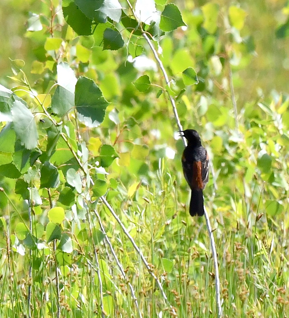 Orchard Oriole - ML620955033