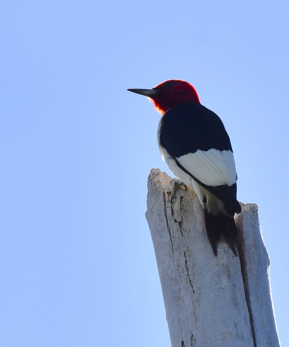 Red-headed Woodpecker - ML620955122