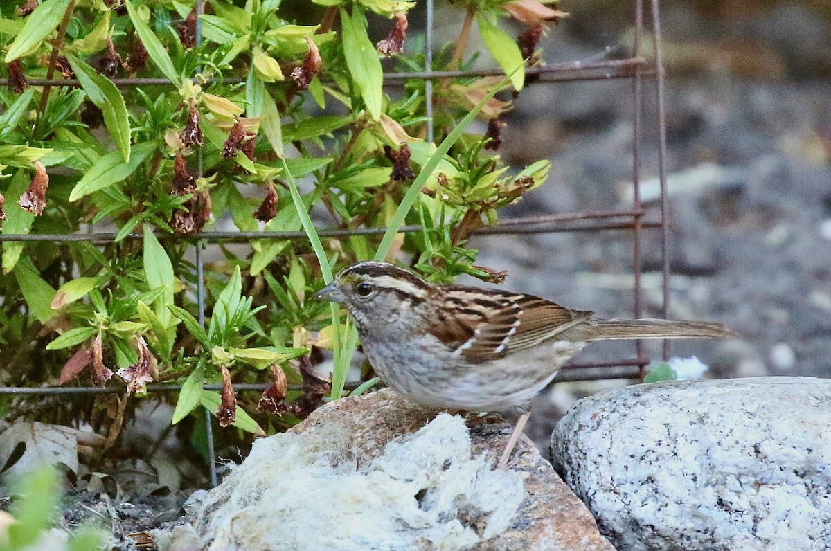 White-throated Sparrow - ML620955132