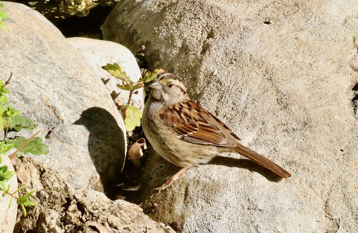 White-throated Sparrow - ML620955144