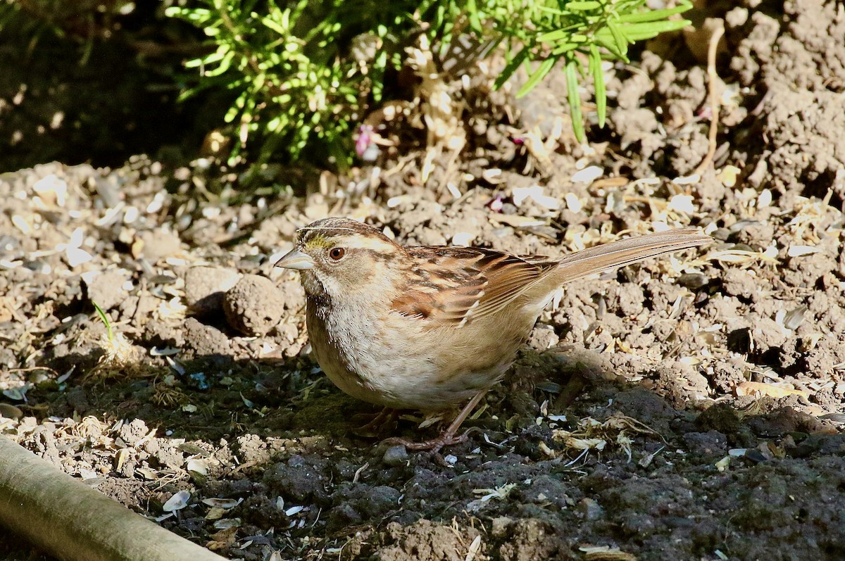 White-throated Sparrow - ML620955181