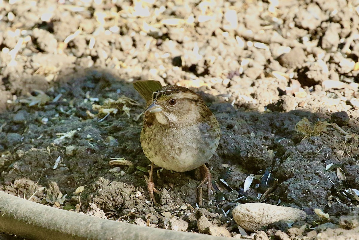 White-throated Sparrow - ML620955199