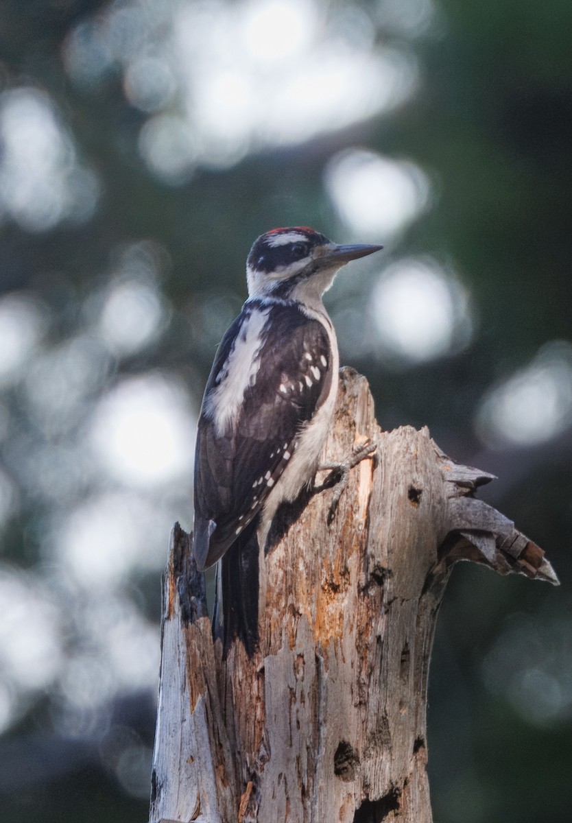 Hairy Woodpecker - ML620955203