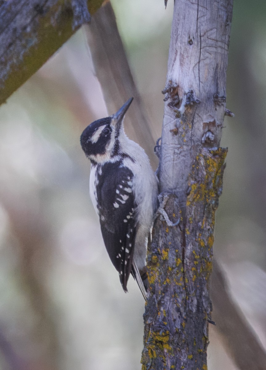 Hairy Woodpecker - ML620955204