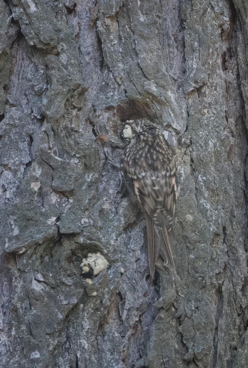 Brown Creeper - ML620955207