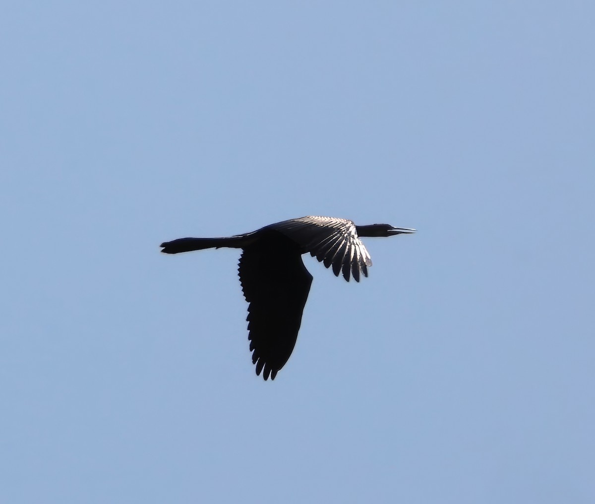 Anhinga - ML620955270