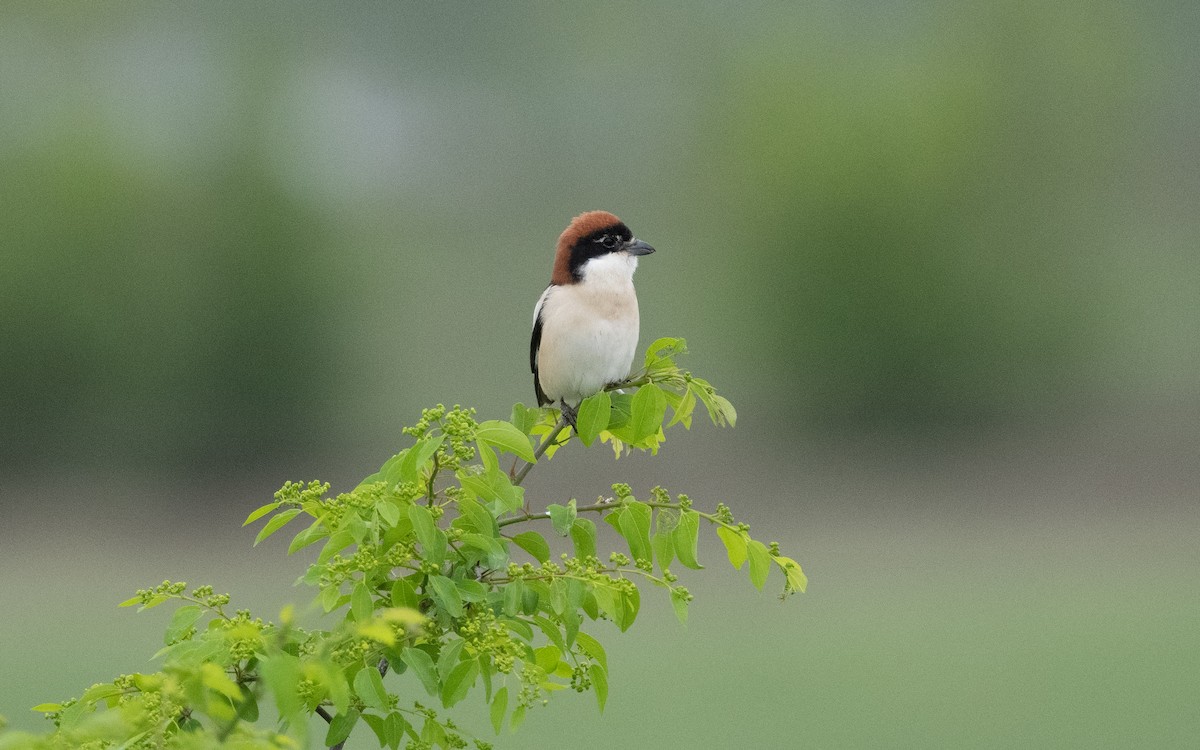 Woodchat Shrike - ML620955276