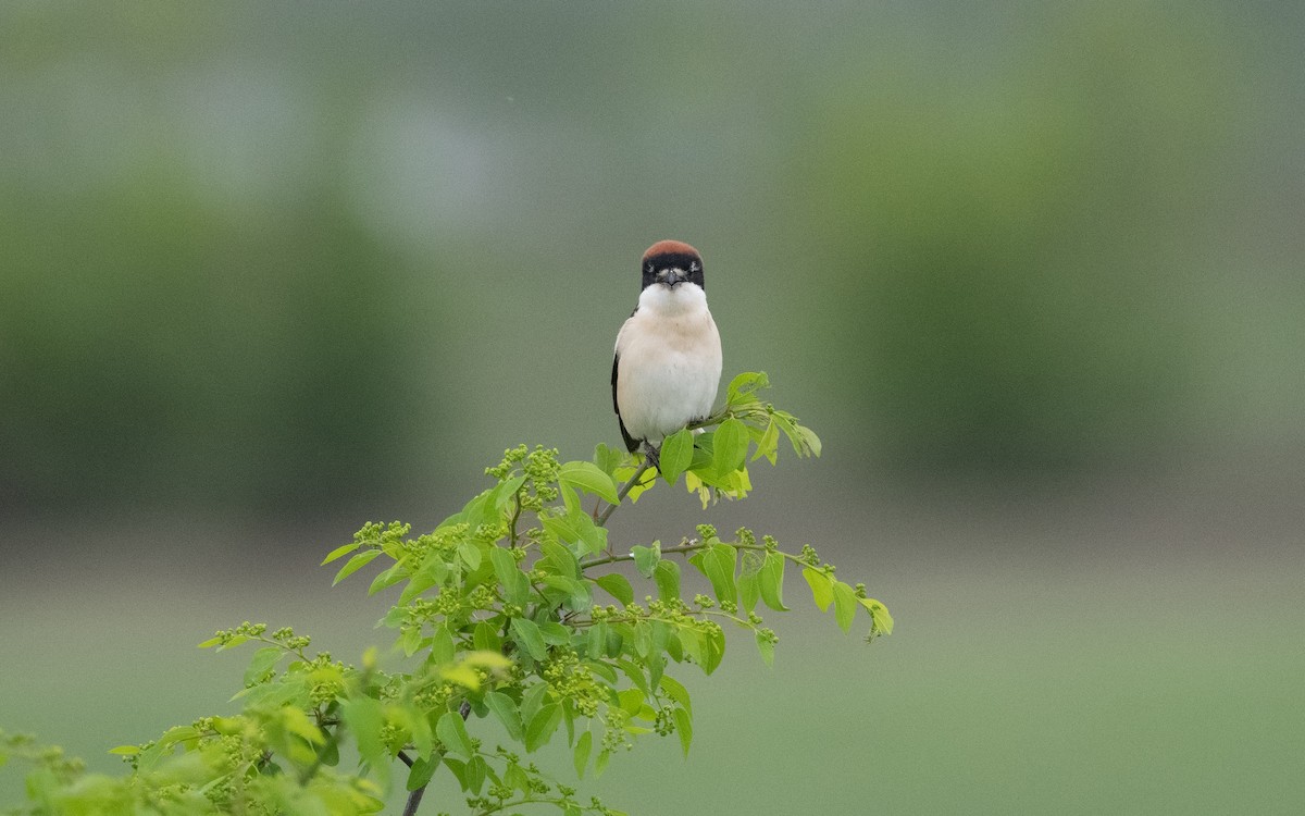 Woodchat Shrike - Emmanuel Naudot