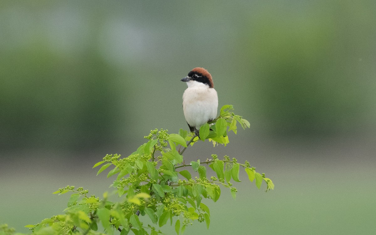 Woodchat Shrike - ML620955278