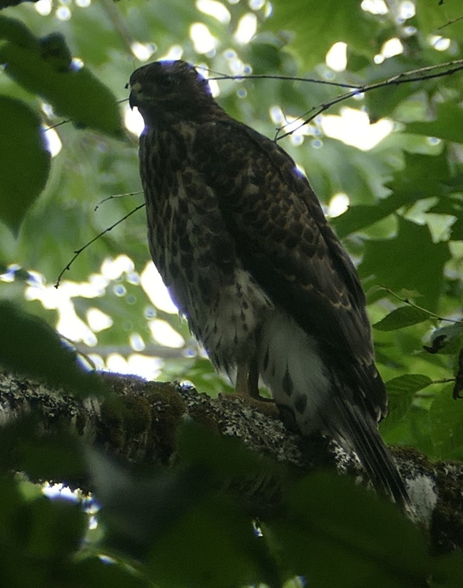 American Goshawk - ML620955279