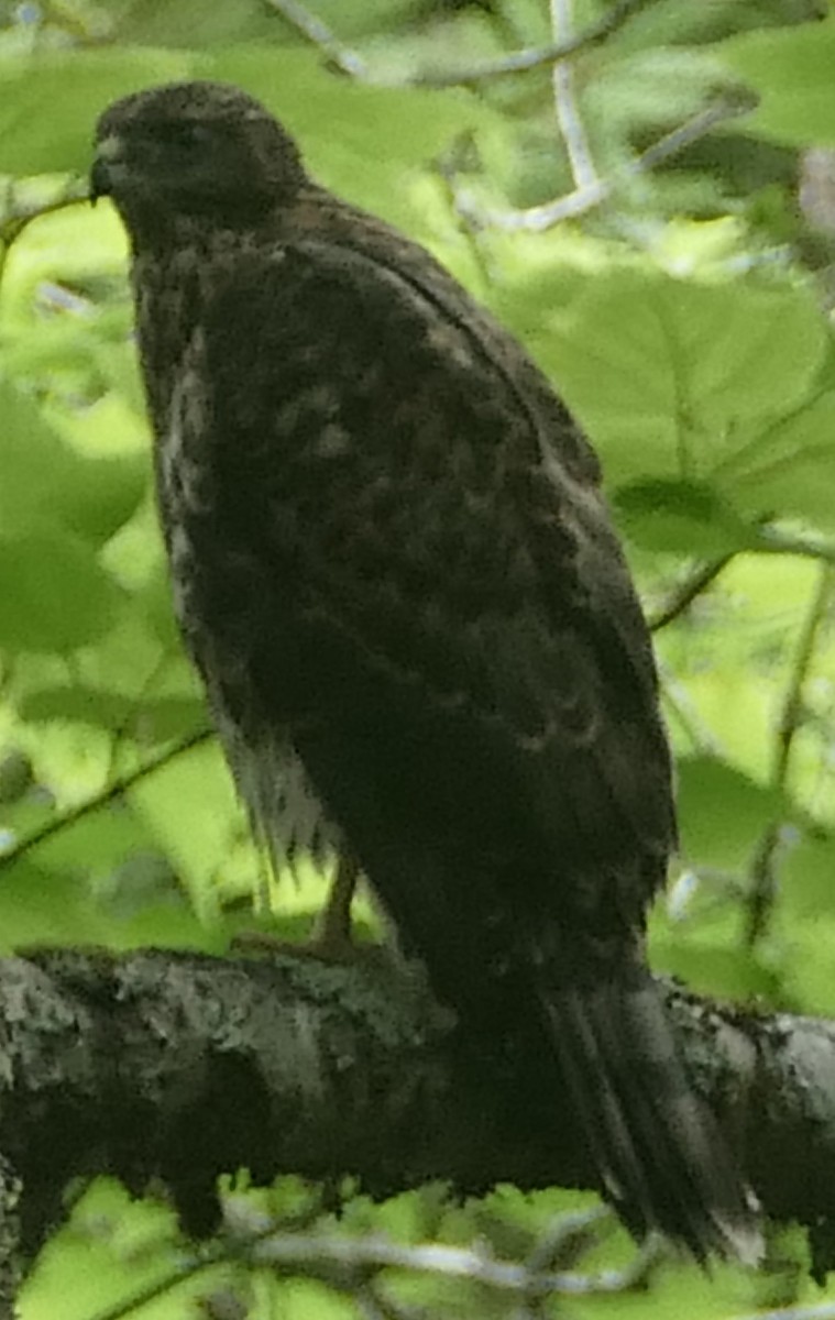 American Goshawk - ML620955285