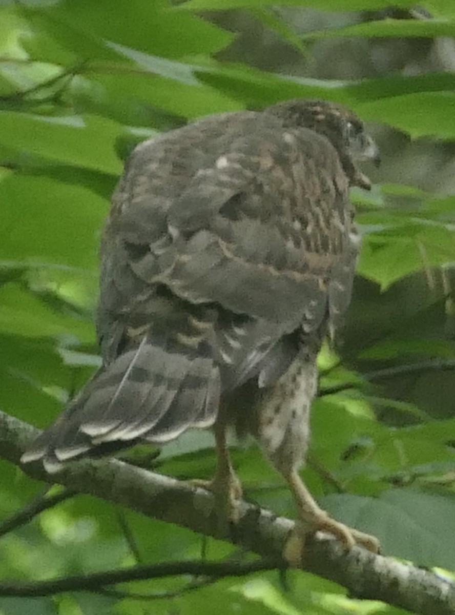 American Goshawk - ML620955291