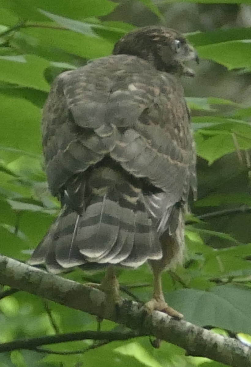 American Goshawk - ML620955292