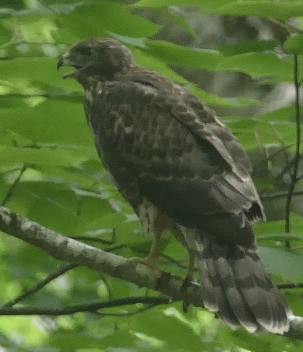 American Goshawk - ML620955294