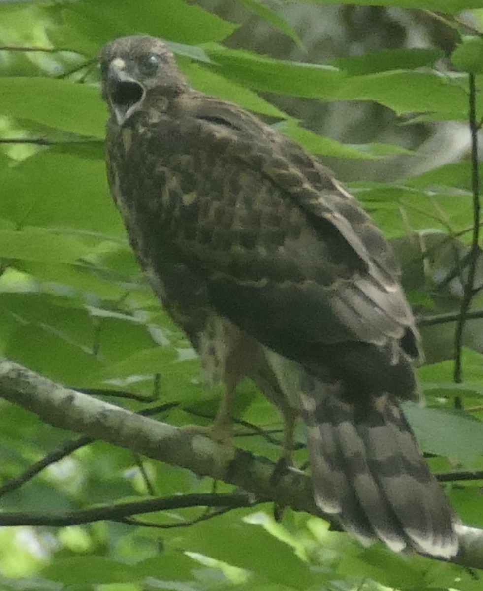 American Goshawk - ML620955295