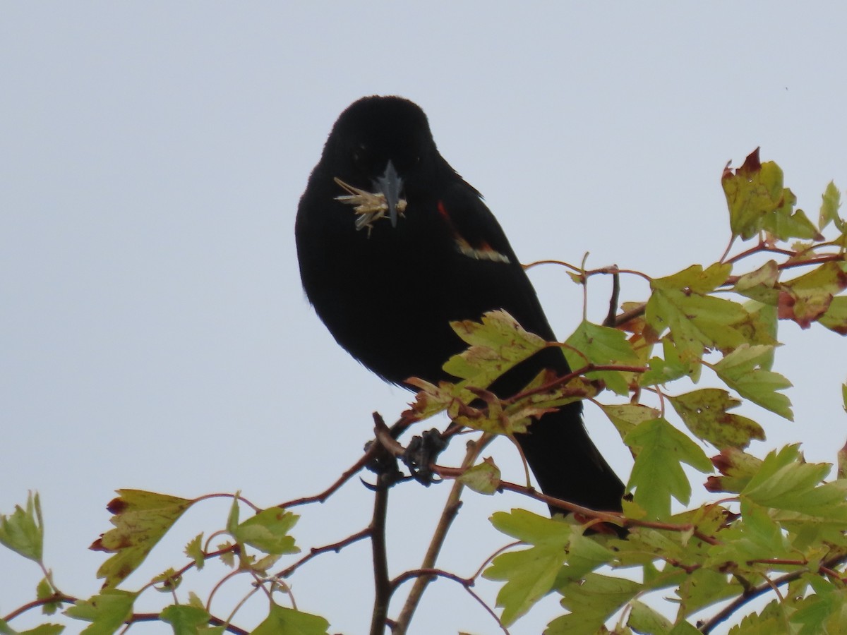 Red-winged Blackbird - ML620955444