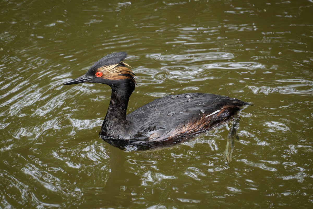 Eared Grebe - ML620955473