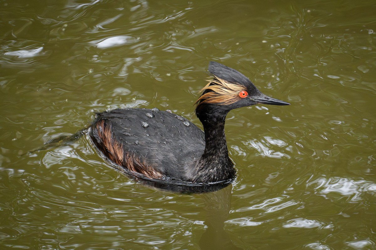 Eared Grebe - ML620955474