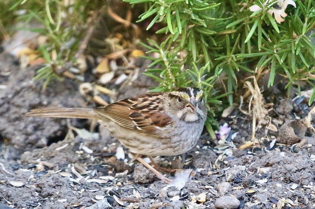White-throated Sparrow - ML620955483