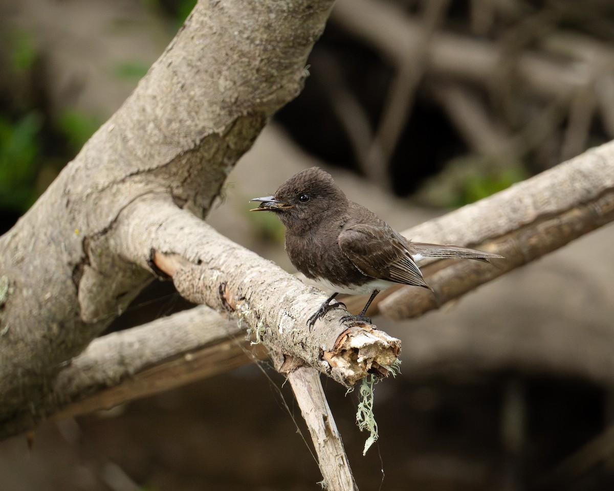 Black Phoebe - ML620955490