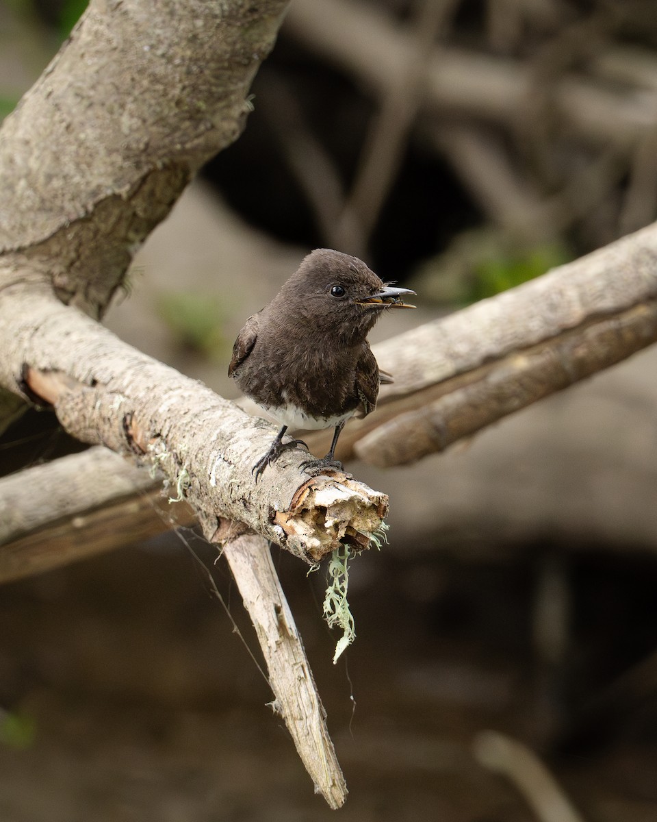 Kara Fibi - ML620955491