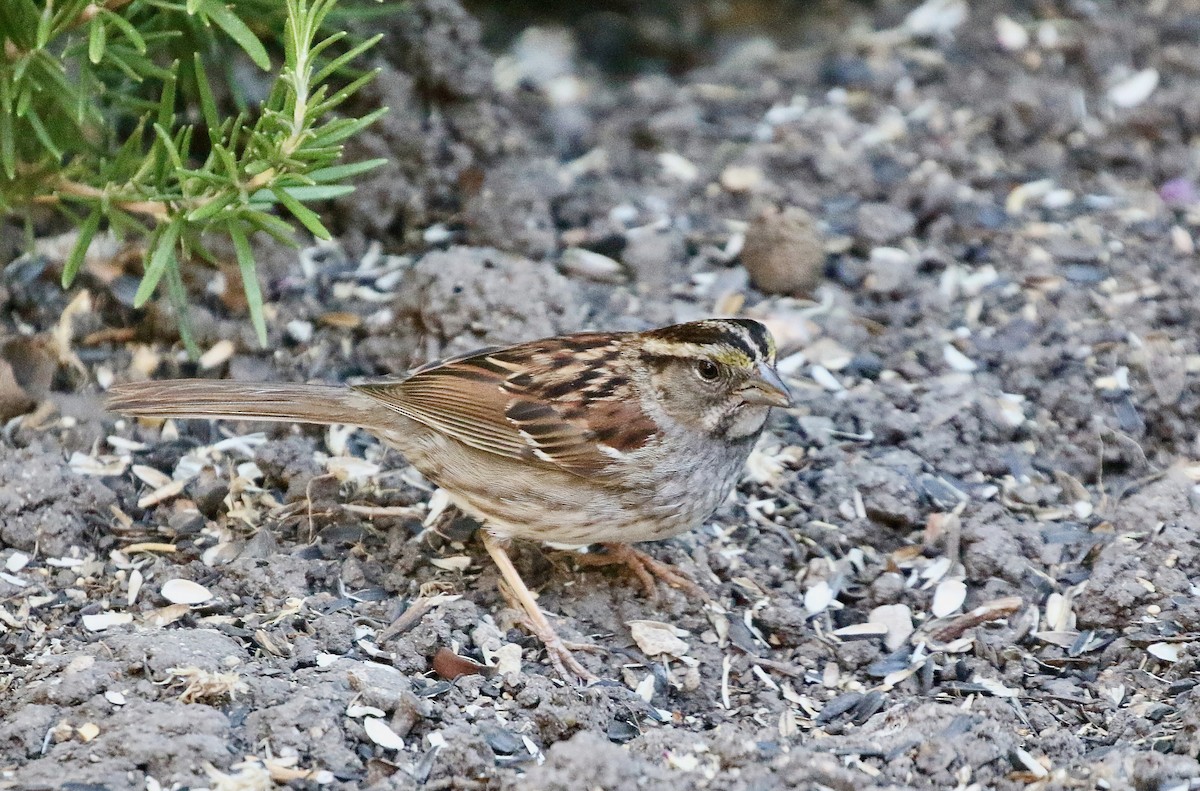 White-throated Sparrow - ML620955495