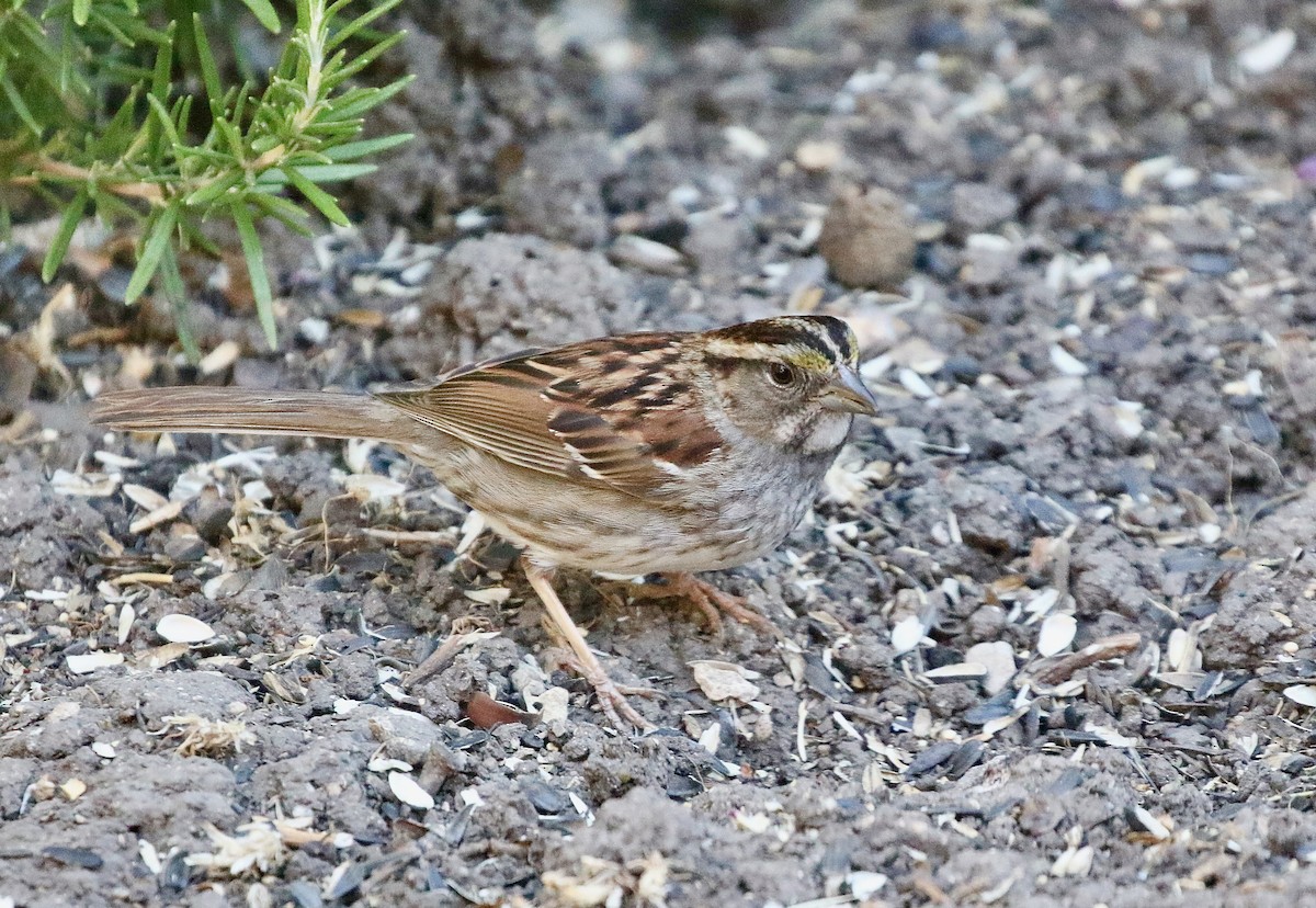 White-throated Sparrow - ML620955505