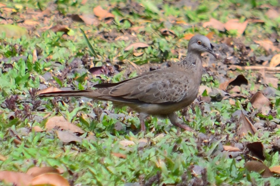 Spotted Dove - Jeff Ladderud