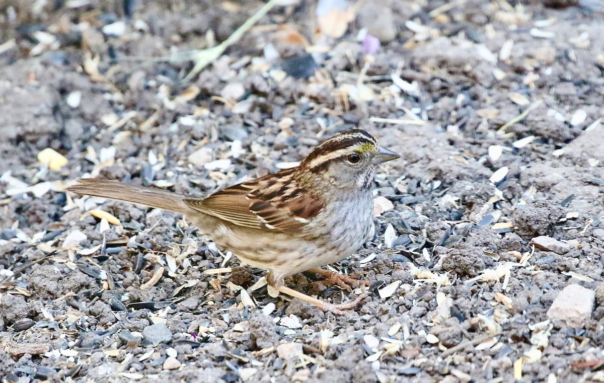 White-throated Sparrow - ML620955528