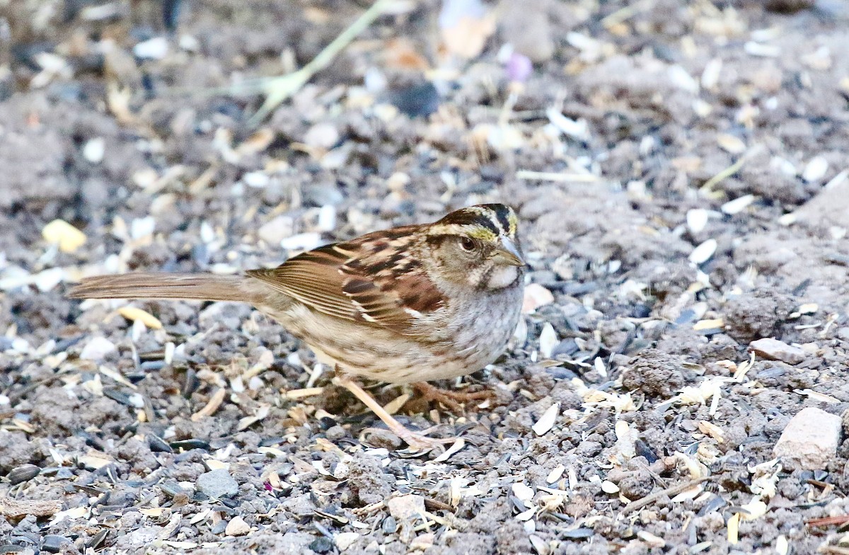 White-throated Sparrow - ML620955544