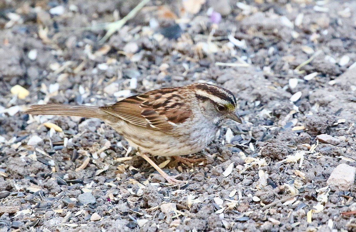 White-throated Sparrow - ML620955561