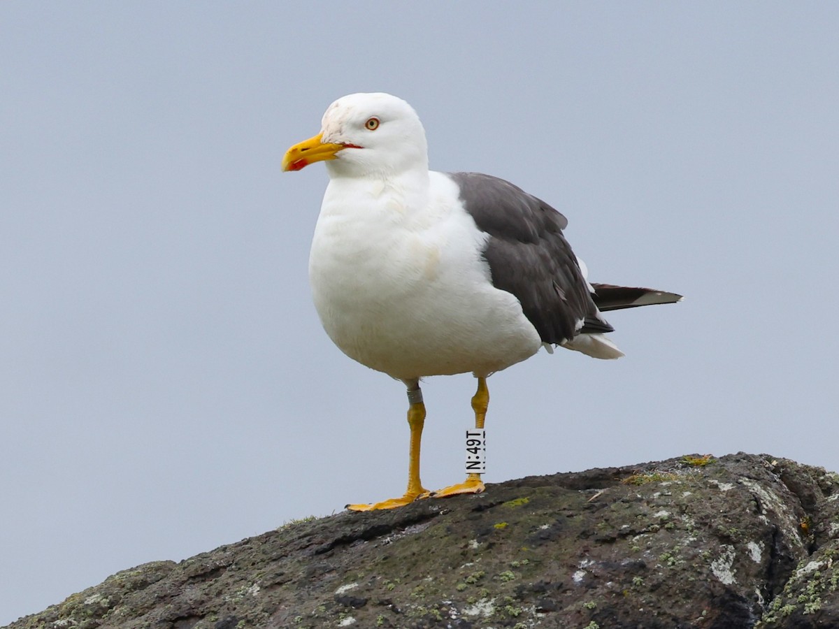 ニシセグロカモメ（graellsii） - ML620955574