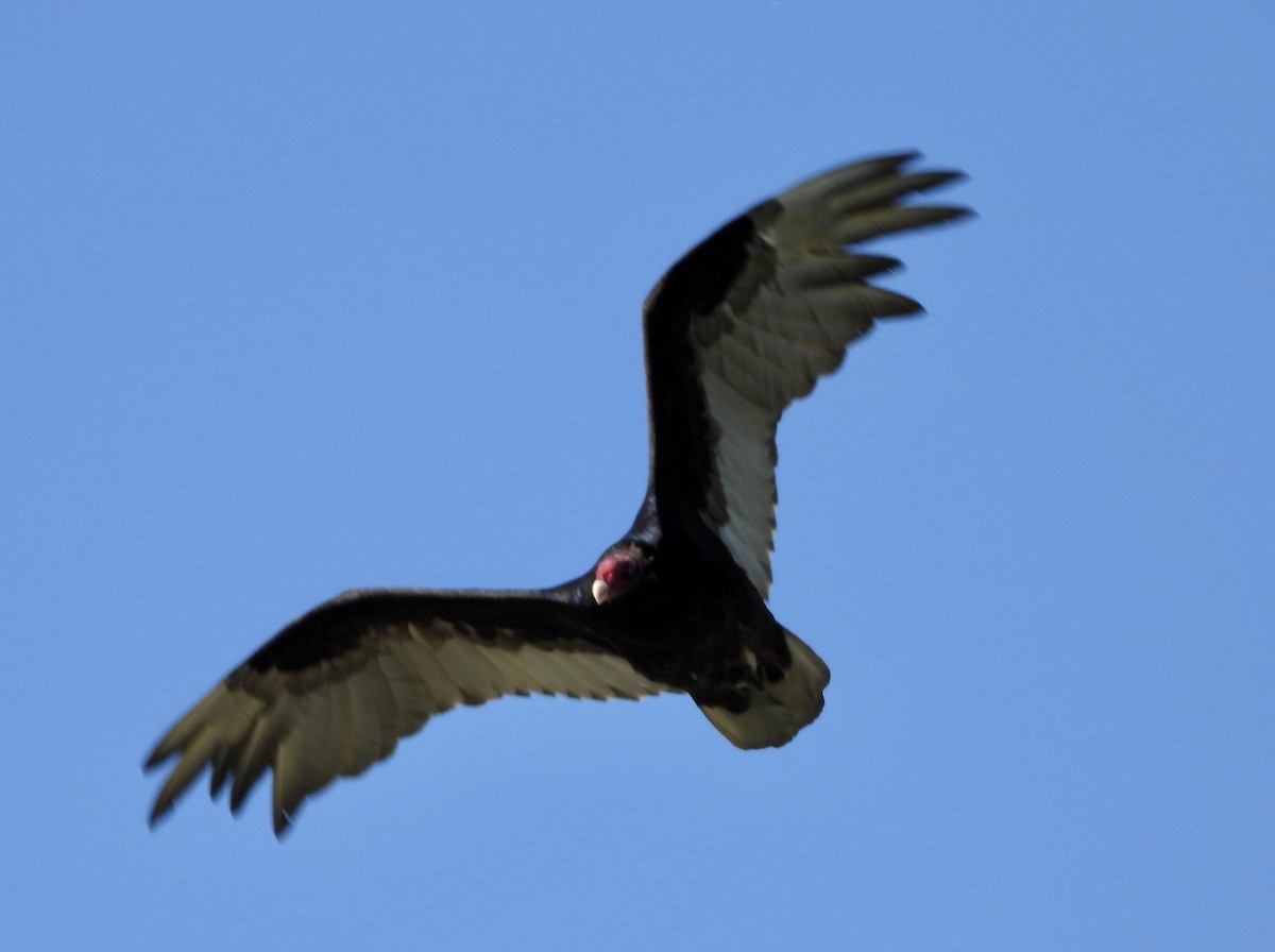 Turkey Vulture - ML620955587