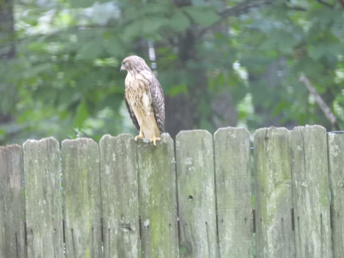 Red-shouldered Hawk - ML620955592