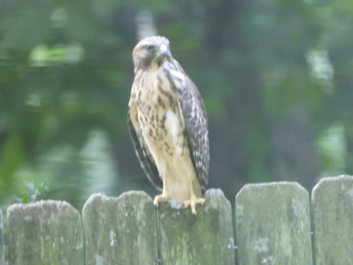 Red-shouldered Hawk - ML620955593