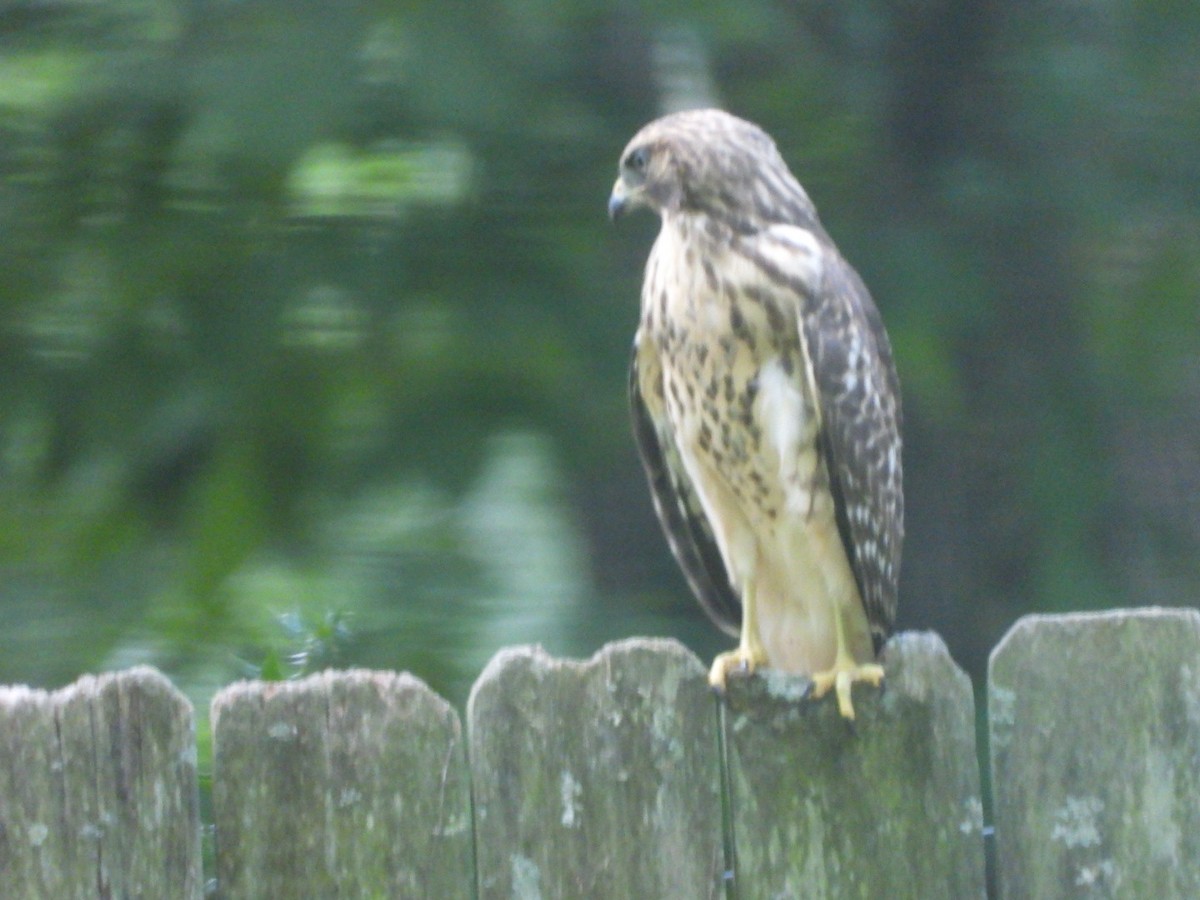 Red-shouldered Hawk - ML620955594