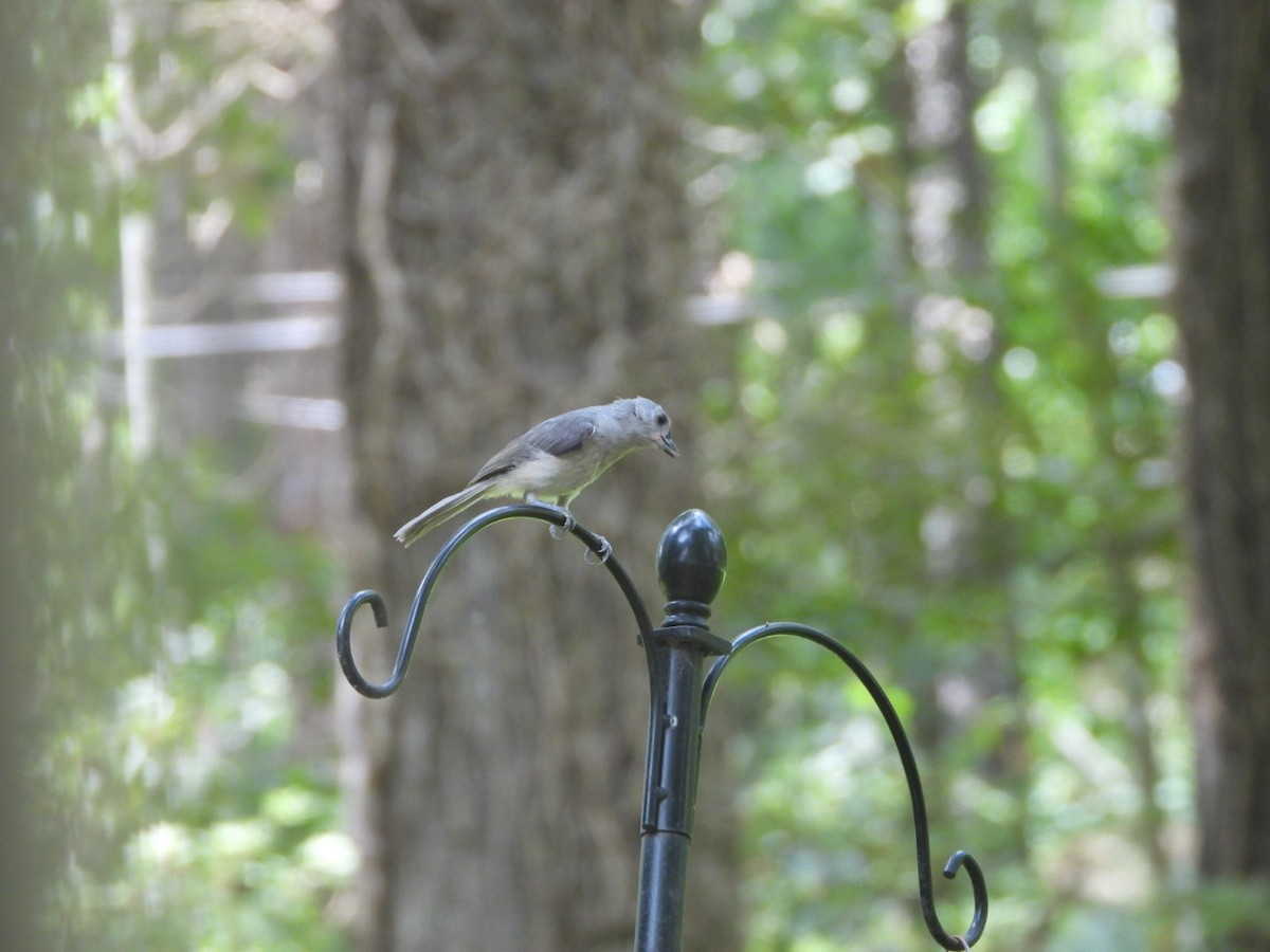 Tufted Titmouse - ML620955645