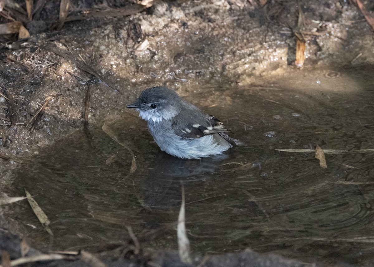 White-throated Tyrannulet - Silvia Faustino Linhares