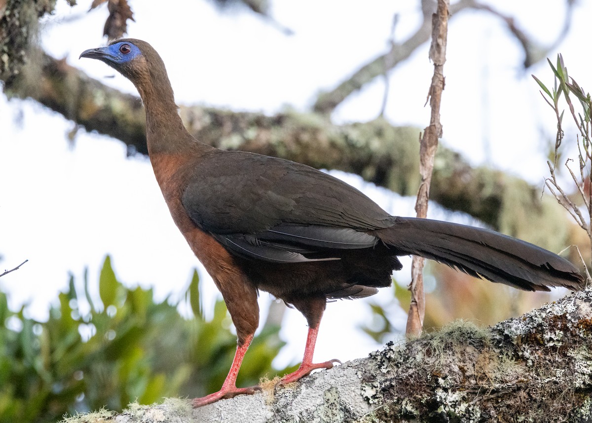 Sickle-winged Guan - ML620955675
