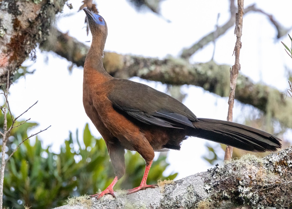 Sickle-winged Guan - ML620955676