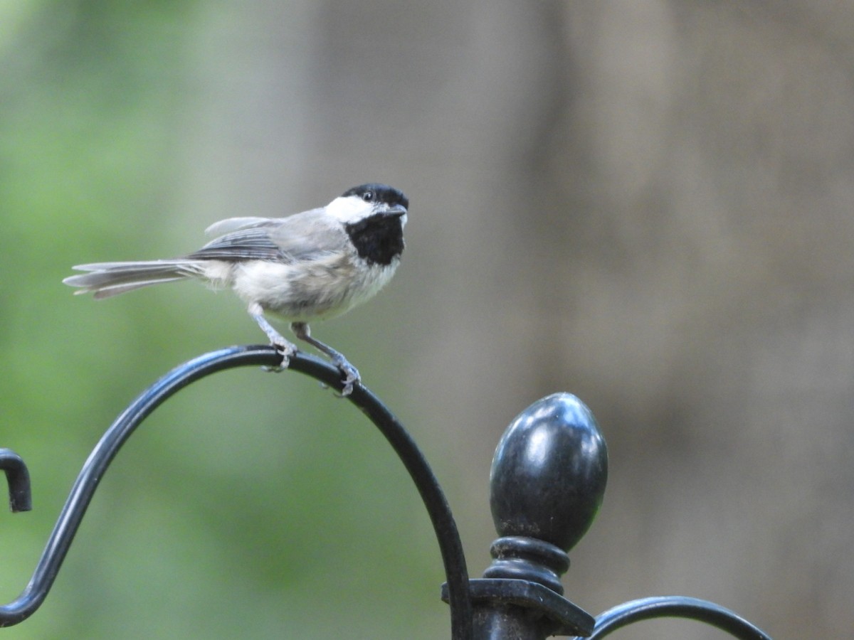 Carolina Chickadee - ML620955678