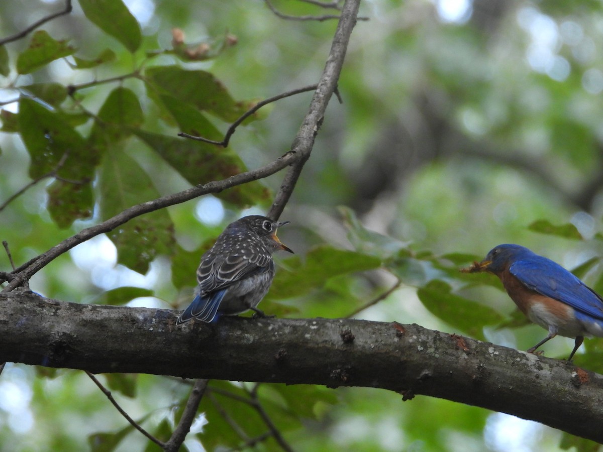 Eastern Bluebird - ML620955703