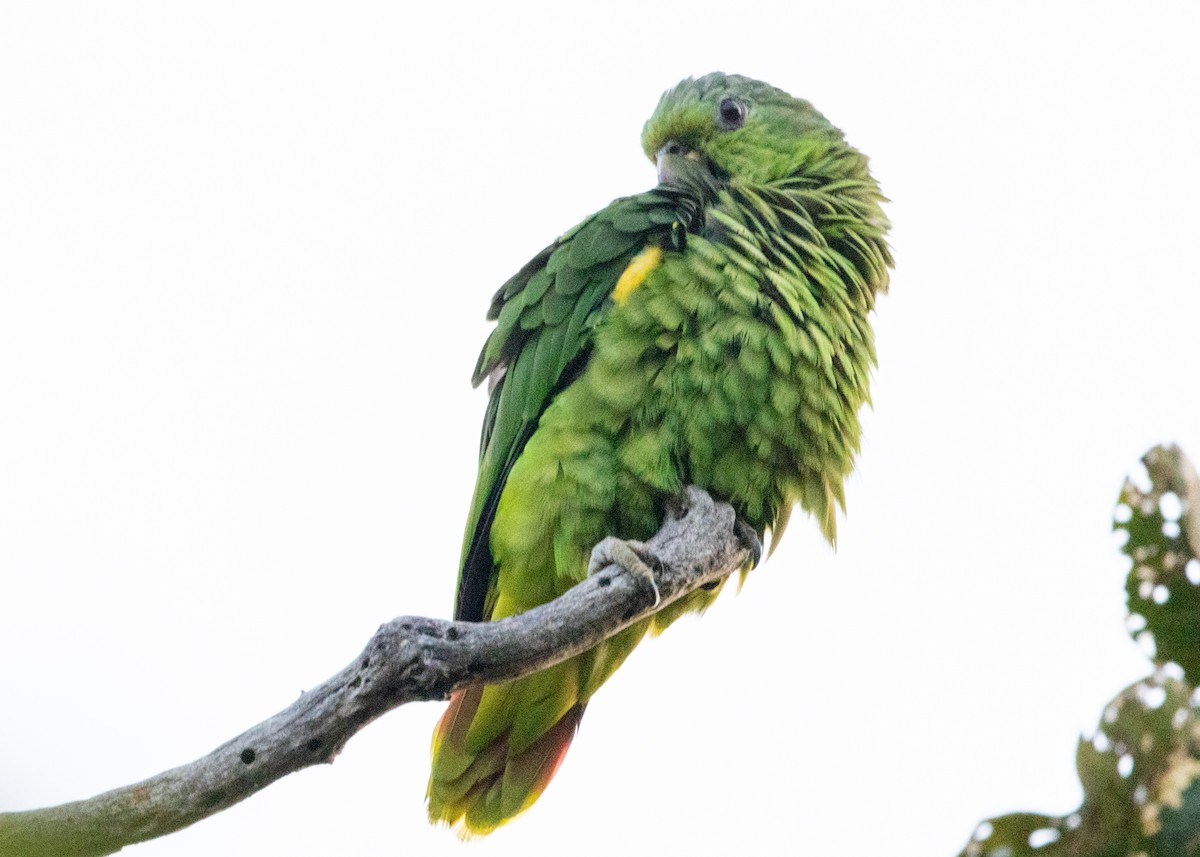 Scaly-naped Parrot - ML620955704