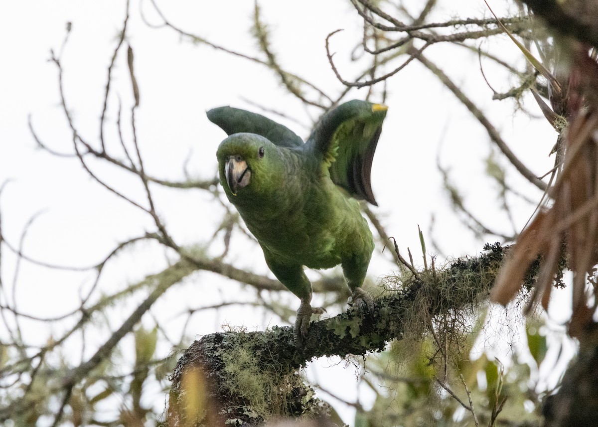 Scaly-naped Parrot - ML620955705