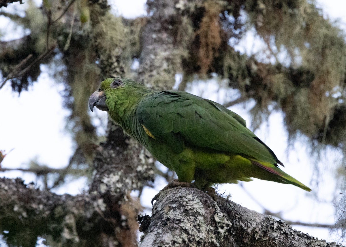 Scaly-naped Parrot - ML620955706