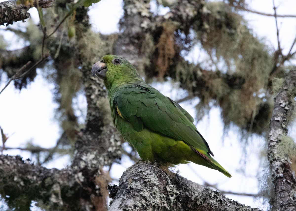Scaly-naped Parrot - ML620955708