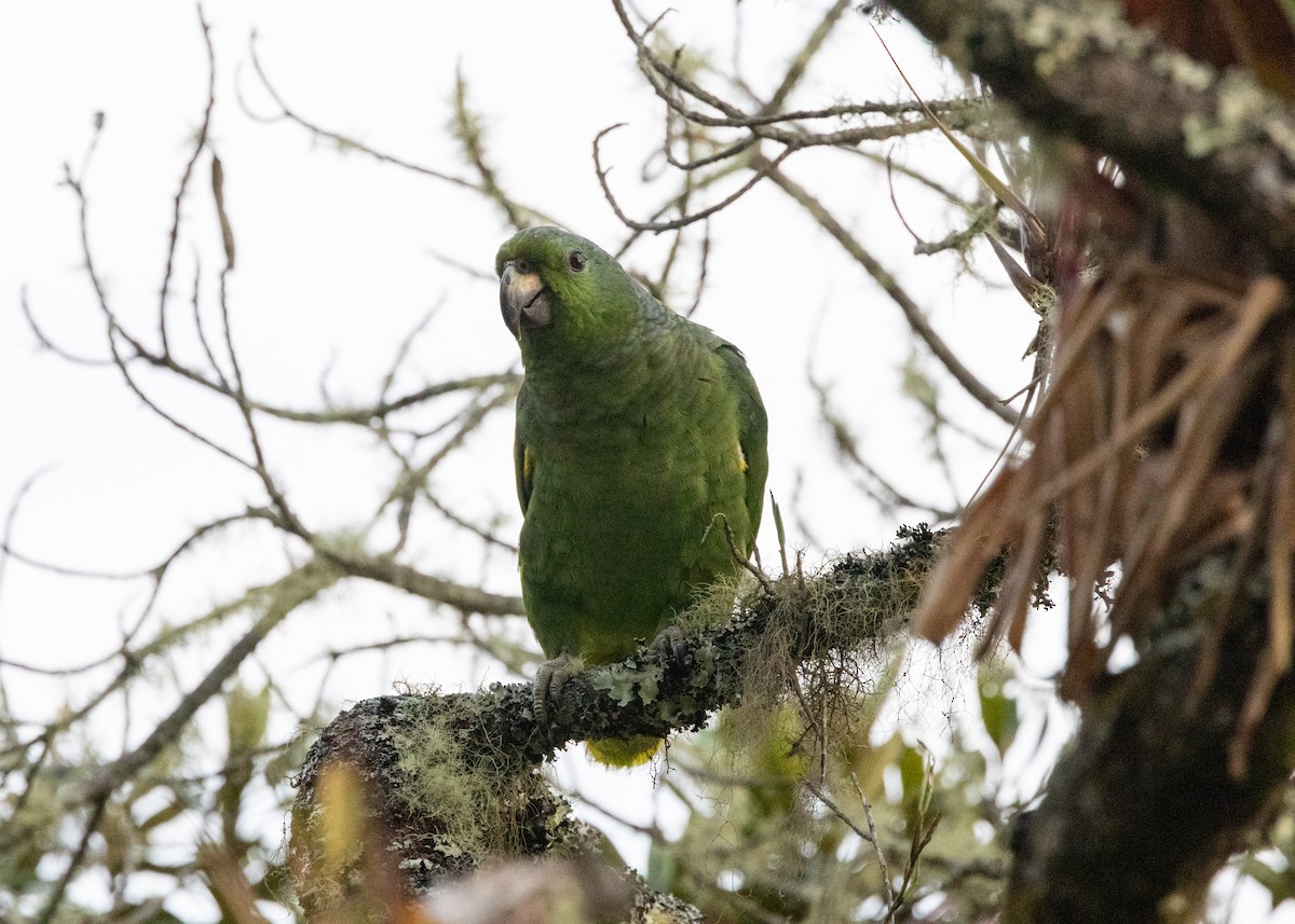 Scaly-naped Parrot - ML620955710