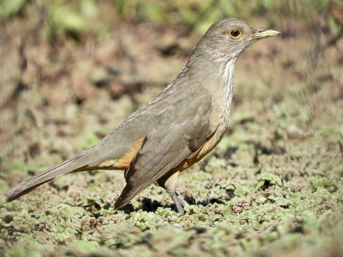 Rufous-bellied Thrush - ML620955726