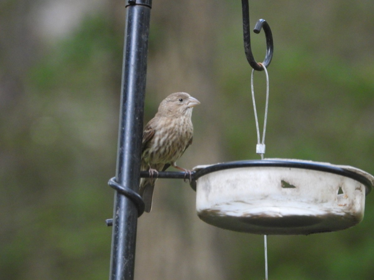House Finch - ML620955746