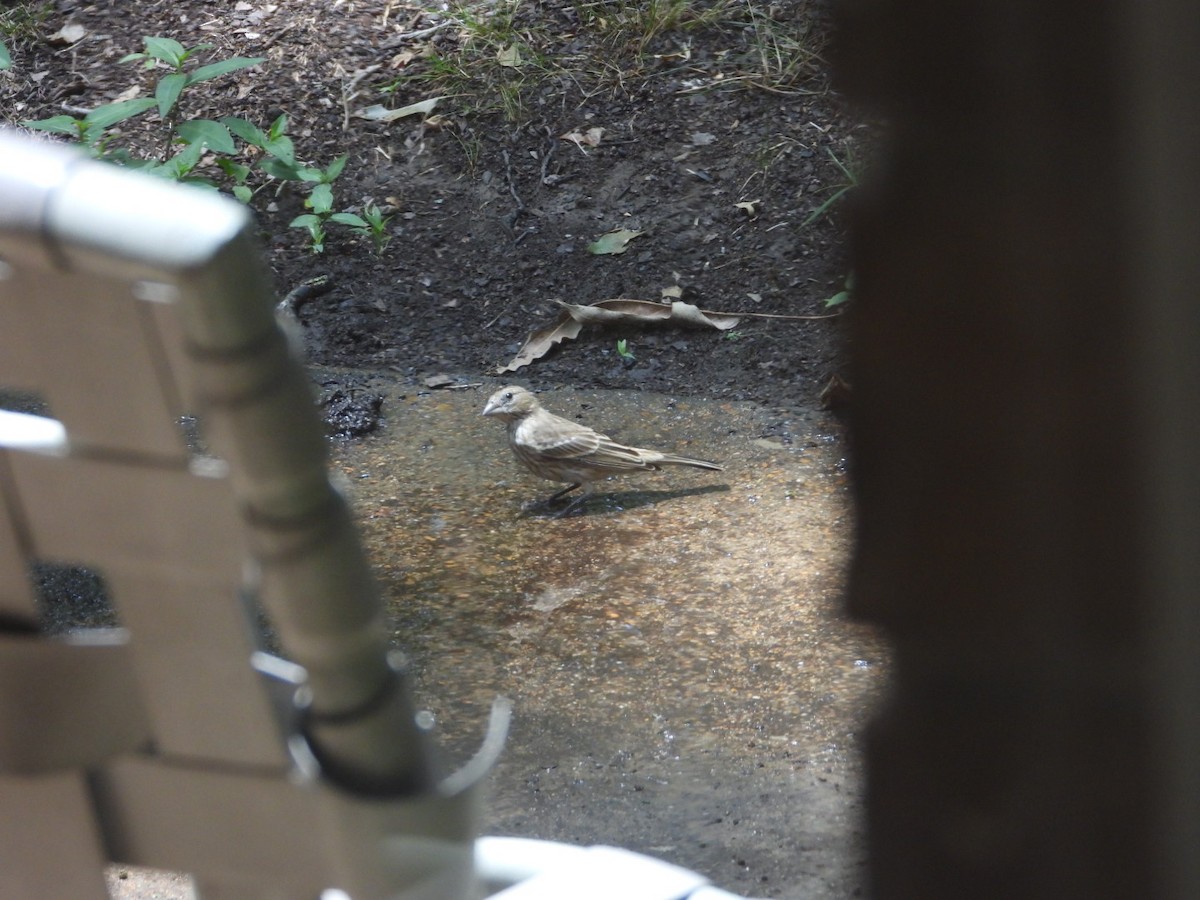 House Finch - ML620955747